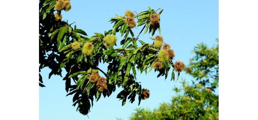 Aritzo, castagne (Archivio Aspen - R. Brotzu)