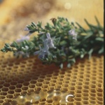 Lula, miele (foto Archivio Aspen - R. Brotzu)