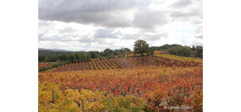 Atzara, vigneti (foto Archivio Aspen, MC. Folchetti)