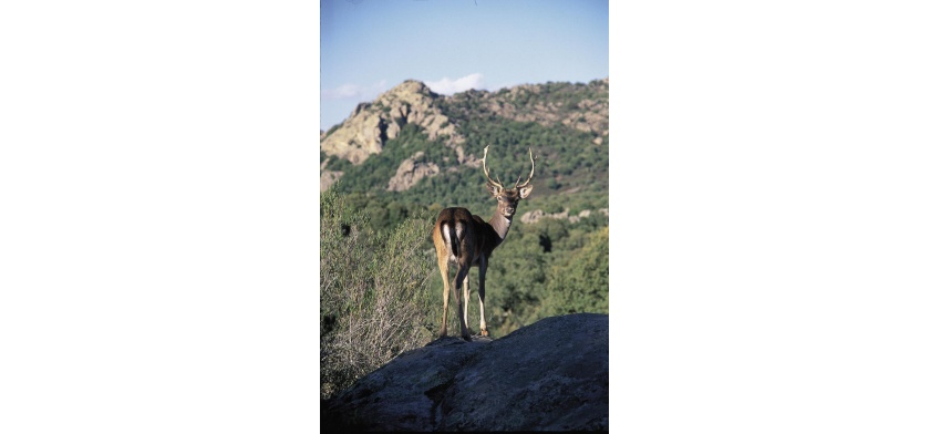 Austis, cervo sardo (foto Archvio Aspen - R. Brotzu)