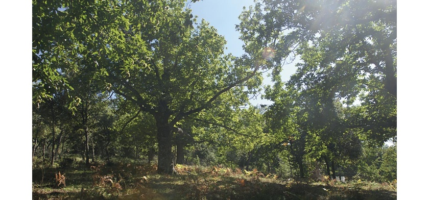 Belvì, bosco di castagni (foto Archivio Aspen - R. Brotzu)