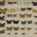 Belvì, Museo di Scienze Naturali (foto Archivio Aspen - R. Brotzu)