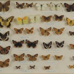 Belvì, Museo di Scienze Naturali (foto Archivio Aspen - R. Brotzu)