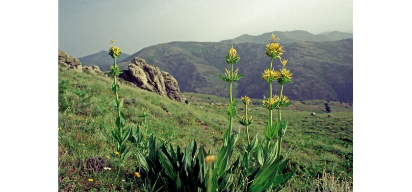 Gentiana lutea sul Gennargentu(foto Archivio Aspen, R. Brotzu)