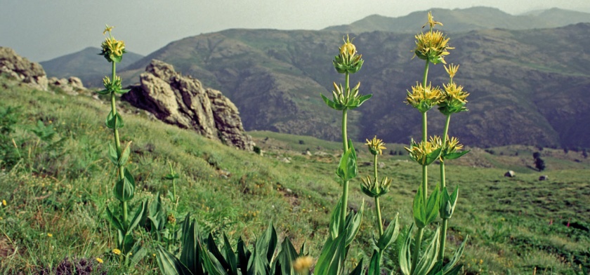 Gentiana lutea sul Gennargentu(foto Archivio Aspen, R. Brotzu)