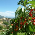 Lanusei, ciliegie (foto Archivio Aspen - R. Brotzu)