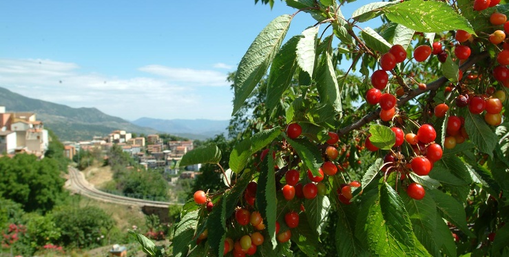 Visualizza il contenuto: Le ciliegie di Lanusei, una squisitezza Made in Ogliastra