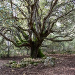 Osini, leccio secolare (Foto Comune di Osini - M. Serrau)