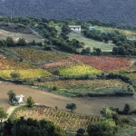 Sorgono, vigneti (foto Archivio Aspen)