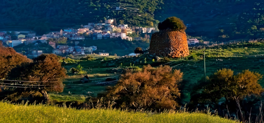 Oniferi