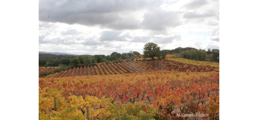 Atzara, vigneti (Foto Archivio Aspen - M.C. Folchetti)