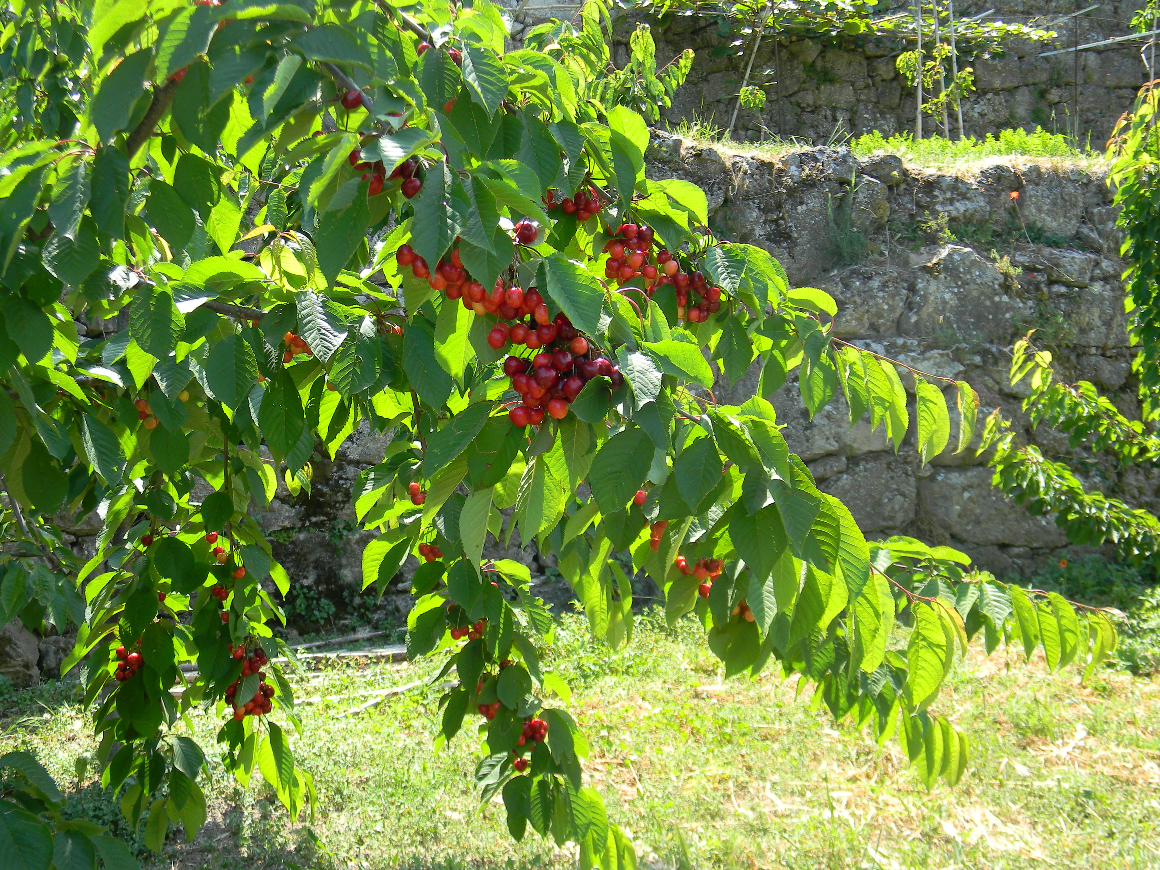 Visualizza il contenuto: Primavera nel cuore della Sardegna: Osini 2 e 3 Giugno