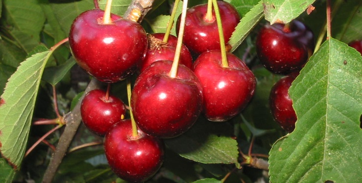 Visualizza il contenuto: Primavera nel cuore della Sardegna: Lanusei 23 e 24 Giugno